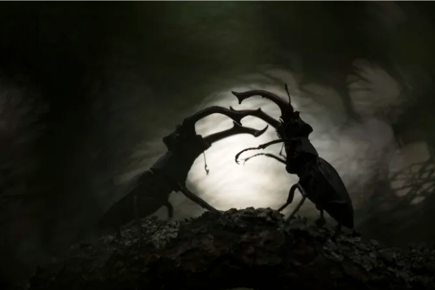 Bugs world