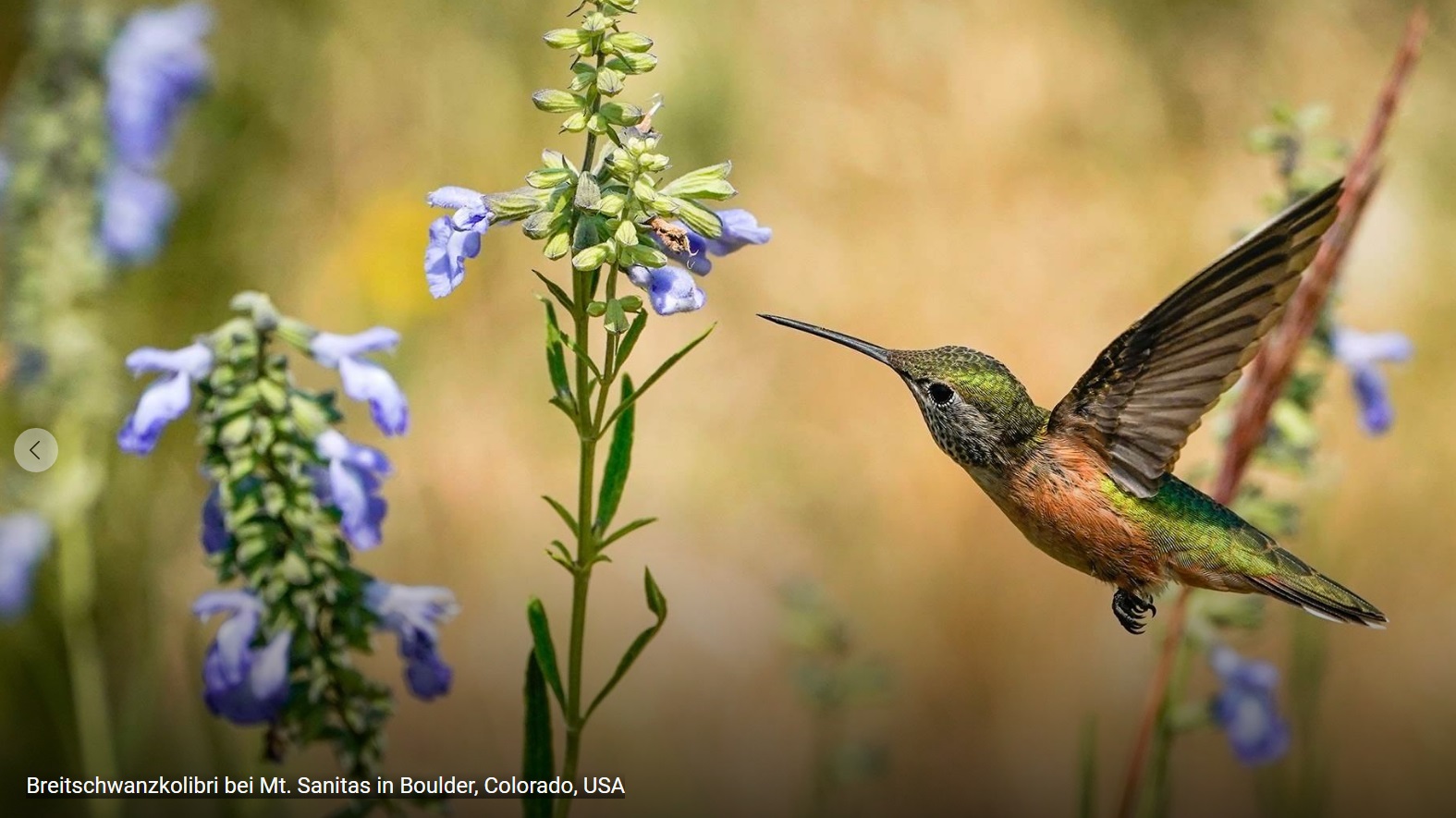 Hummingbird and all other small birds