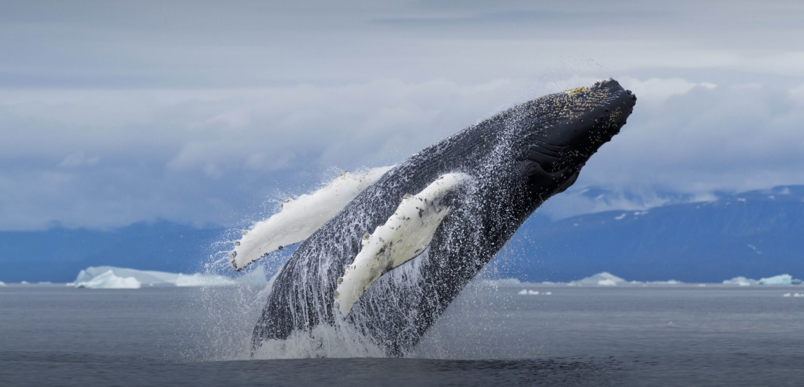 Whales