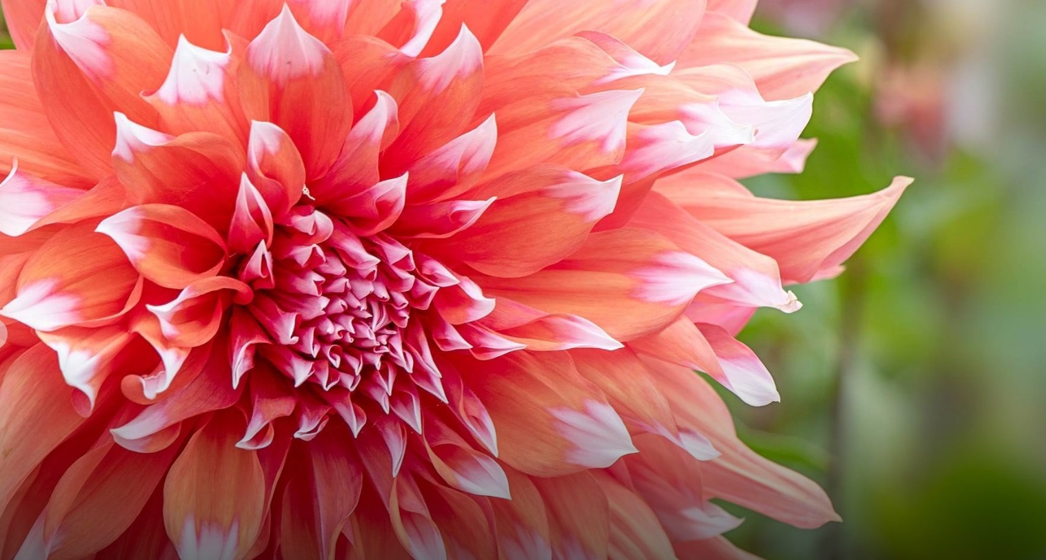 Fibonacci forms